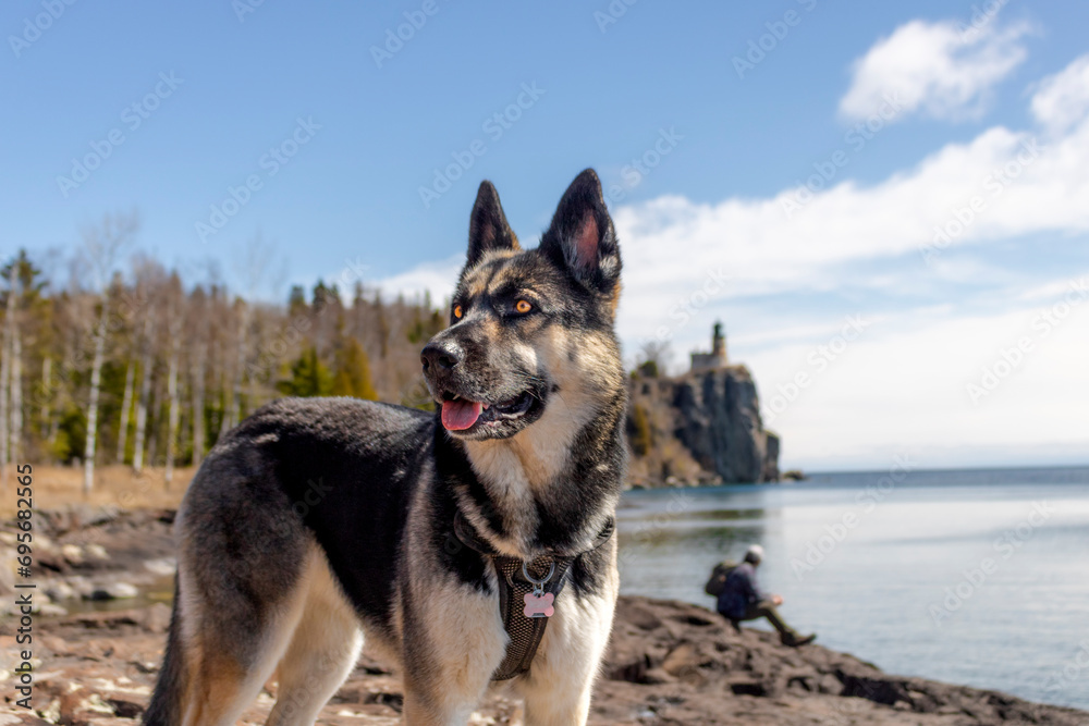 Beautiful German Shepperd enjoying a day trip to the lake. Domestic dog (Canis lupis) and pet exploring the great outdoors. On the shores of Lake Superior and a state park Beautiful German Shepperd enjoying a day trip to the lake. Domestic dog (Canis lupis) and pet exploring the great outdoors. On the shores of Lake Superior and a state park