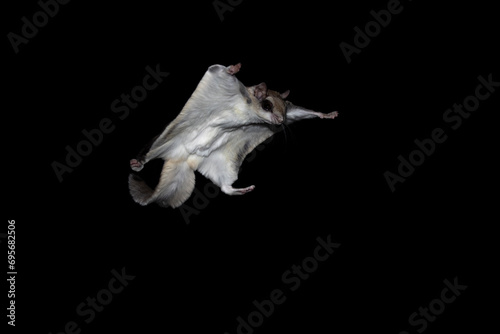 Isolated Southern Flying Squirrel (Glaucomys volans) on black background Airborne rodent in full flight, membrane extended gliding to a tree trunk. Nocturnal by nature these creatures active at night photo