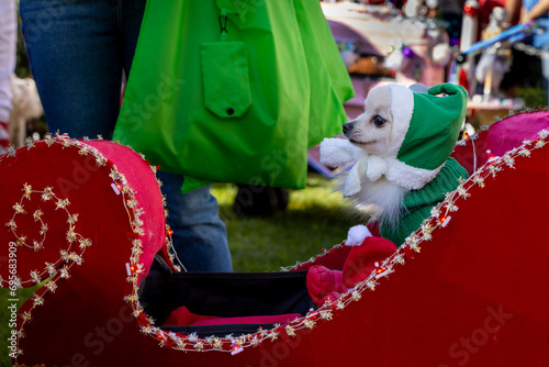 Cute dogs with Christmas costume