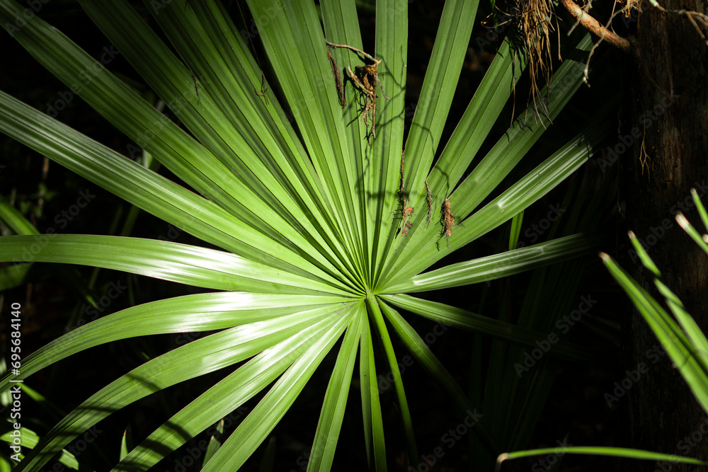 Fototapeta premium Radials of leaves, made bright by light in the dark forest. Palmate arrangement, large palm shaped leaf in swamps of Alabama. Moody scene with bright warm sunlight