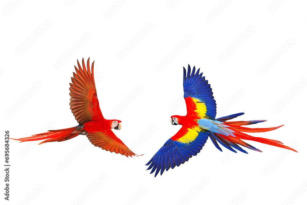 Colorful flying parrot isolated on transparent background png file