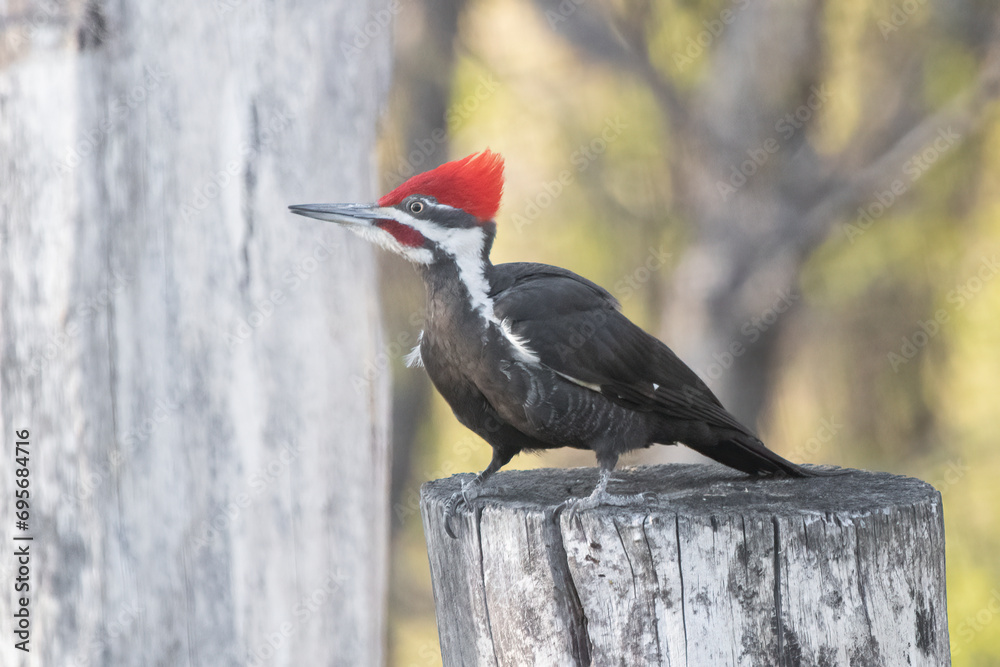 The bold and iconic Pileated Woodpecker (Dryocopus pileatus) stops on