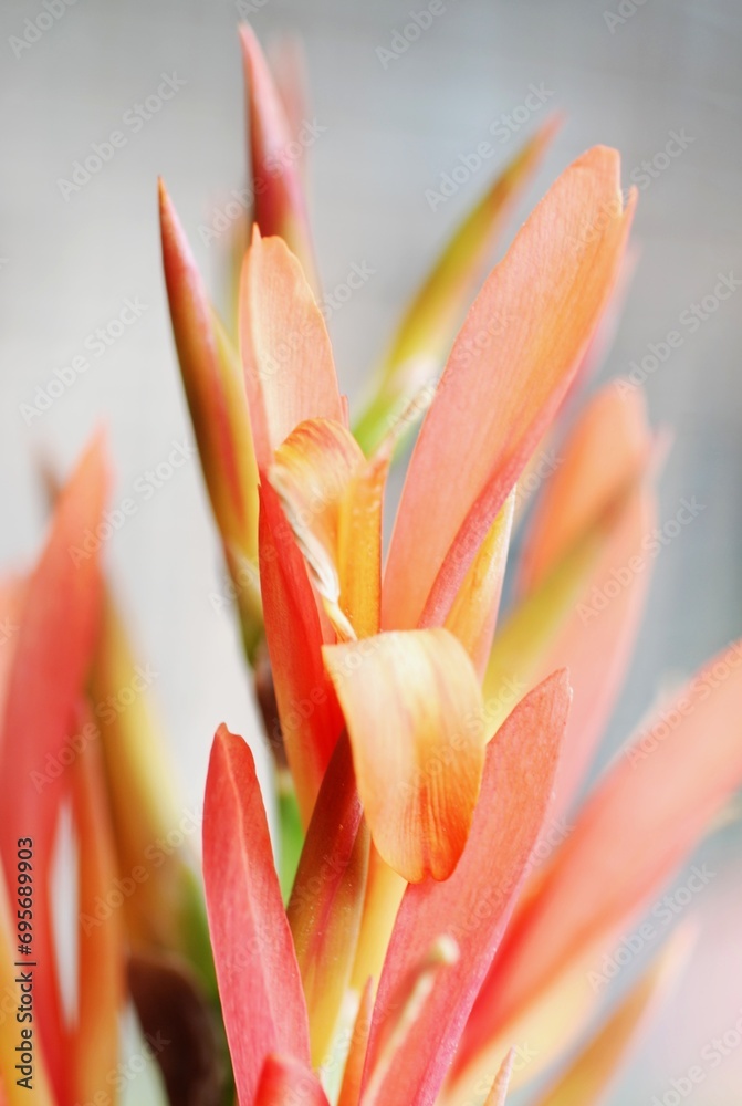 Fototapeta premium Canna Lilies
