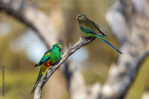 Mulga Parrot (Psephotus varius)