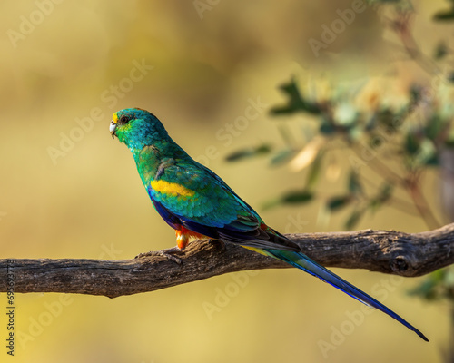 Mulga Parrot (Psephotus varius)