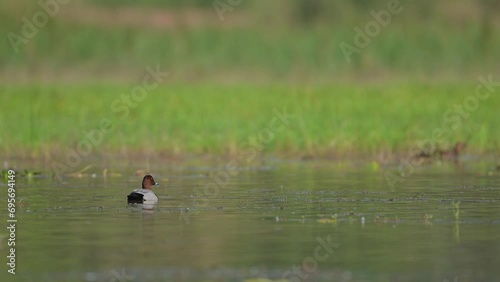Male Pochard duck on the Lake photo