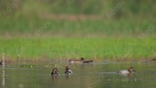 Swiming duck. Common Pochard. (Aythya ferina) in wetland photo