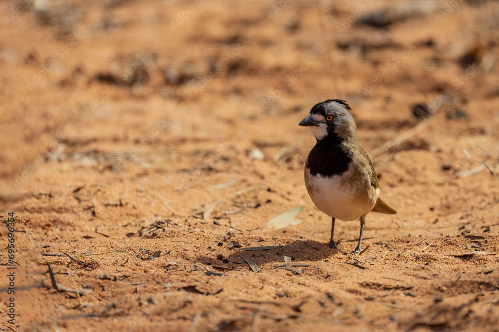 Crested Bellbird (Oreoica gutturalis) Crested Bellbird (Oreoica gutturalis)
