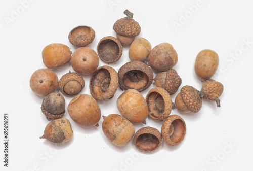 Ripe acorns isolated on white background