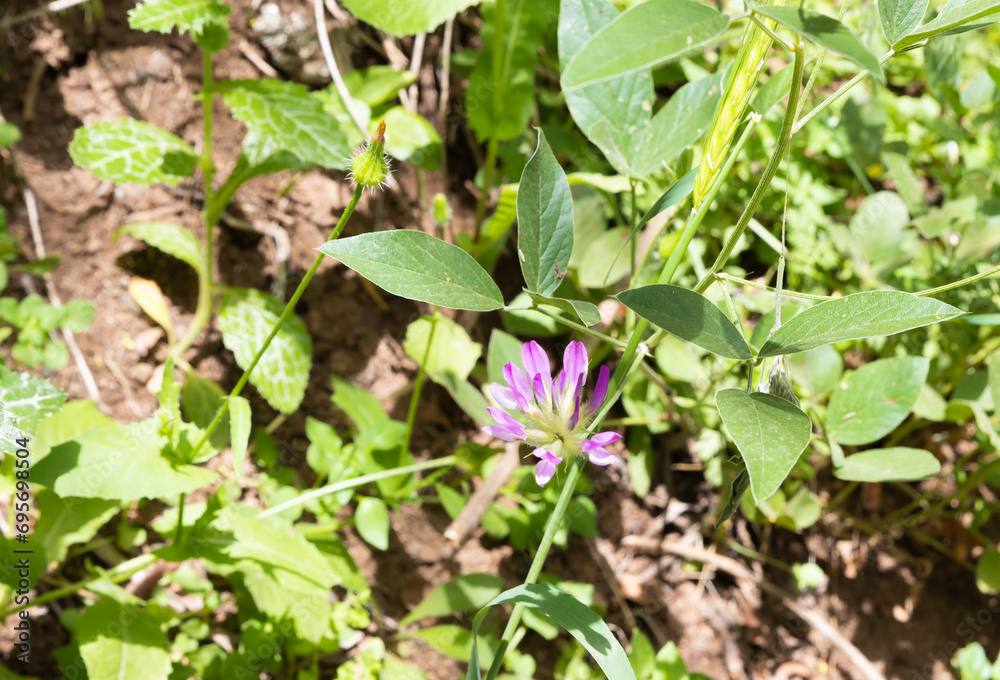 Fresh flowers and fresh greenery in the El Al National Nature Reserve located in the northern Galilee in the North of Israel Fresh flowers and fresh greenery in the El Al National Nature Reserve located in the northern Galilee in the North of Israel