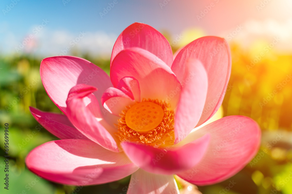 A pink lotus flower sways in the wind, Nelumbo nucifera. Against the background of their green leaves. Lotus field on the lake in natural environment.