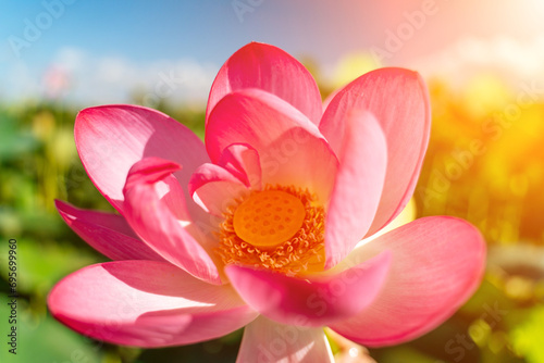 A pink lotus flower sways in the wind  Nelumbo nucifera. Against the background of their green leaves. Lotus field on the lake in natural environment.