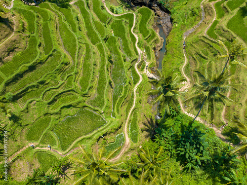 Aerial view of Tegalalang Rice Terrace in Bali, Indonesia