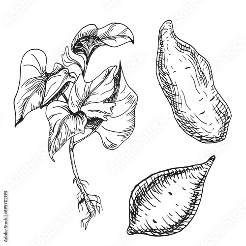 Sweet potatoes plant vector illustration isolated on white. Set with whole of batata ink outline hand drawn. Tuber potato black white graphic. For design menu, wrapping, label, menu, packaging