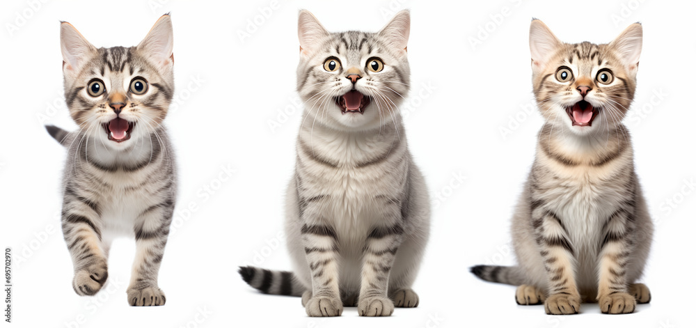Set of three mackerel tabby cats, happy postures, energetic , curious, and playful, isolated on white background