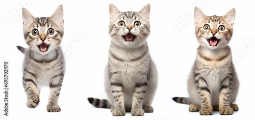 Set of three mackerel tabby cats, happy postures, energetic , curious, and playful, isolated on white background