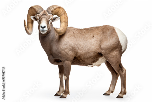 a ram with large horns standing on a white surface © onThKim