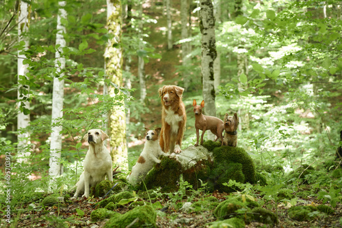 A quartet of dogs, including a Nova Scotia Duck Tolling Retriever, Jack Russell Terrier, American Hairless Terrier, and a Yorkshire Terrier, pose in the lush forest. 