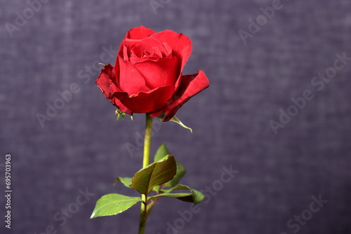 Fototapeta Naklejka Na Ścianę i Meble -  red rose isolated on dark texture background