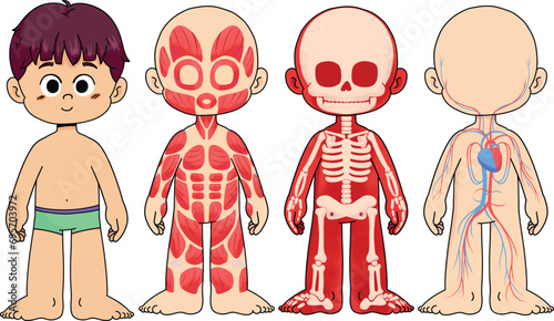 educational anatomy body kid boy skeletal  muscles circulatory systen