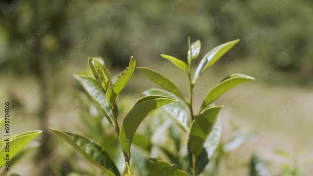 Fresh green tea leaves on bushes close-up. Beautiful tea plant on plantation in Georgia. Natural organic products Fresh green tea leaves on bushes close-up. Beautiful tea plant on plantation in Georgia. Natural organic products