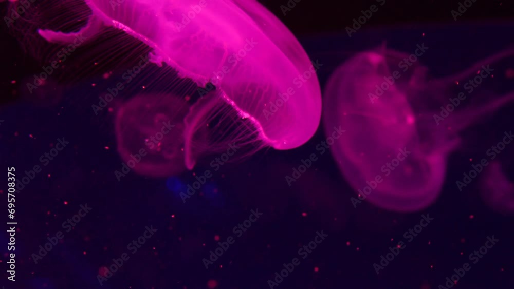 Jellyfish background 4K. Mesmerizing Underwater World with Floating Water Jellyfish. Ethereal Glow of Underwater World with Graceful Jellyfish Movement. Captivating Aquatic Life. Jellyfish background 4K. Mesmerizing Underwater World with Floating Water Jellyfish. Ethereal Glow of Underwater World with Graceful Jellyfish Movement. Captivating Aquatic Life.