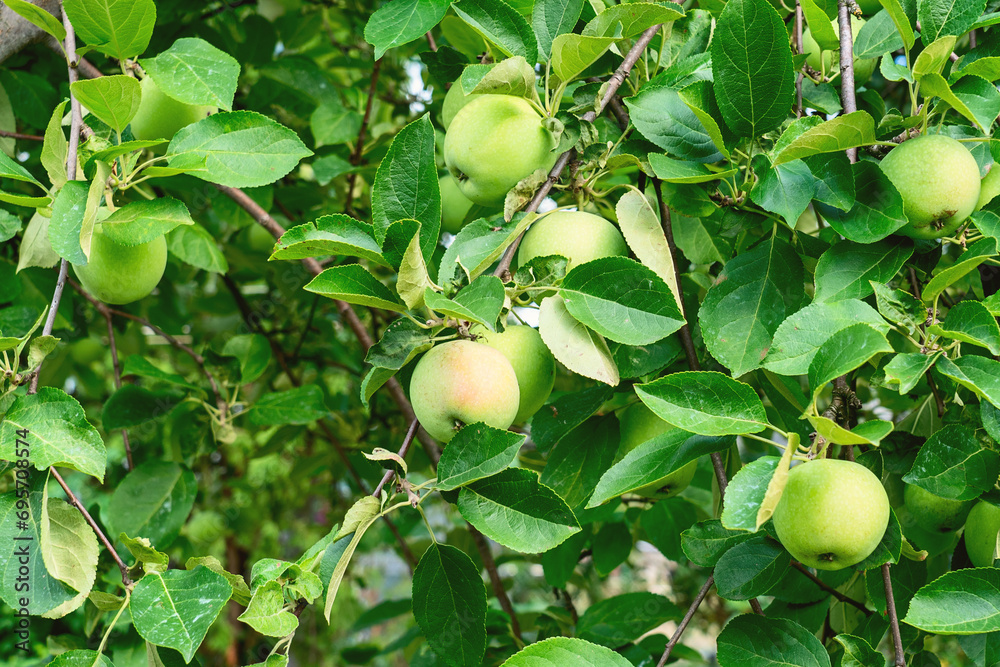 apples in your backyard garden, Green apples on apple tree, good harvest, ripe apples organic product, apples in your backyard garden, Green apples on apple tree, good harvest, ripe apples organic product,