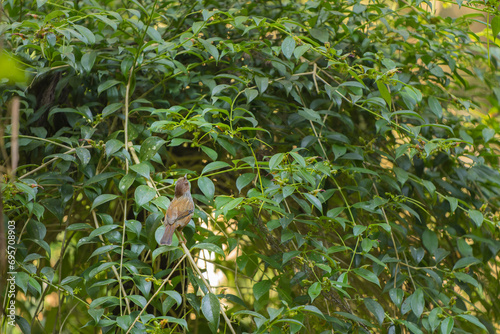 Taiwan barwing endemic bird Taiwan photo