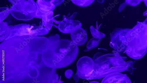 Jellyfish dark background 4K. Dancing Eared Aurelia Jellyfish in a Mesmerizing Aquarium. Graceful Sea Creature Floating in the Ethereal Underwater World. Hypnotic Motion of a Scyphoid Order Jellyfish  photo