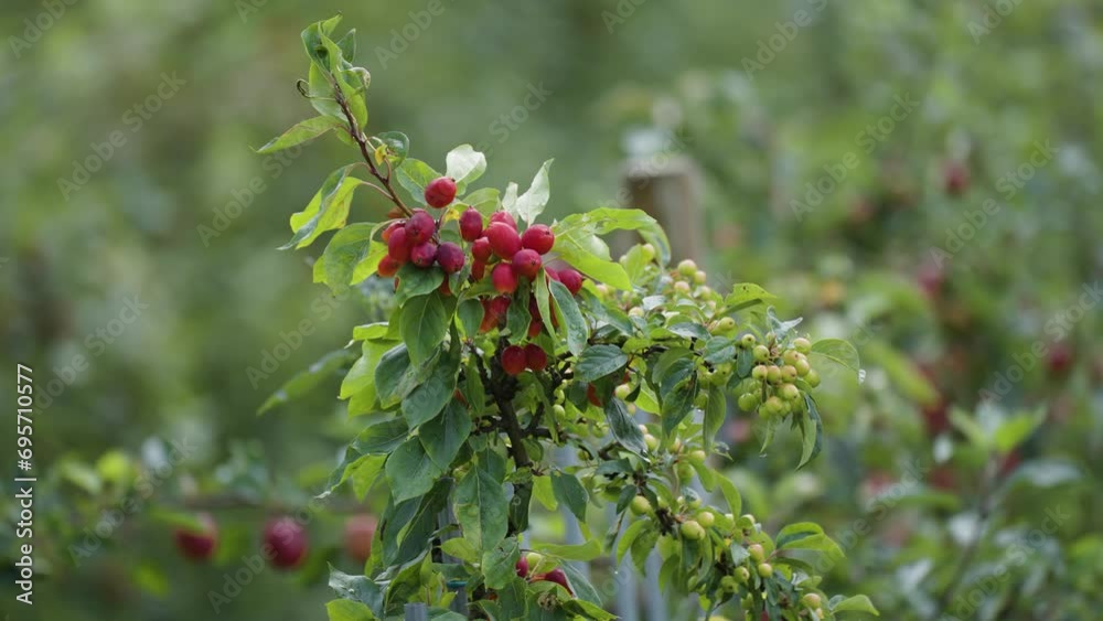 Miniature red apples on the small tree in the orchard in Hardanger, Norway. Close-up parallax shot. Miniature red apples on the small tree in the orchard in Hardanger, Norway. Close-up parallax shot.