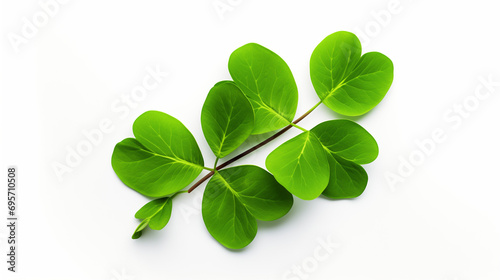 Four-leaf green clover for good luck on St. Patrick's Day, st. patrick's day abstract, Four-leaf green clover for good luck on St. Patrick's Day, white background, ai generative