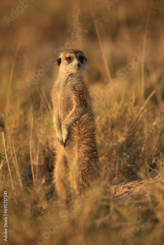 single meerkat in the grassland of Botswana