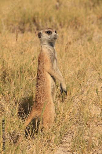 single meerkat in the grassland of Botswana
