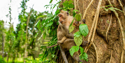 Canvas Print Monkeys in nature in the jungle of Thailand