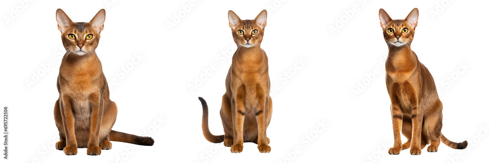 Majestic Abyssinian Cat Isolated on Transparent Background - obrazy, fototapety, plakaty 