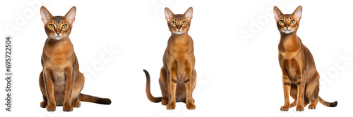 Majestic Abyssinian Cat Isolated on Transparent Background photo