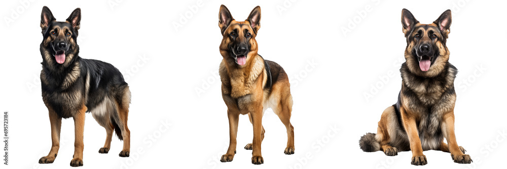 Captivating German Shepherd Dog Isolated on a Transparent Background