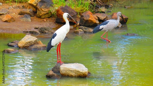 Oriental stork near Nawagiriyawa Wewa Reservoir Srilanka photo