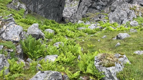 Ferns growing on a rocky terrain in Varanger Halvoya, Northern Norway photo