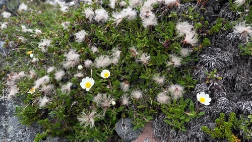 Dryas octopetala, the mountain avens in the windy conditions of the coast of the Barents Sea photo