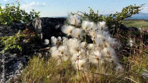 Cottongrass blowing in the wind photo