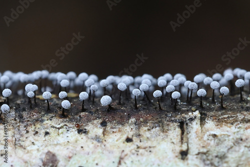 Didymium nigripes, a slime mold from Finland, no common English name photo
