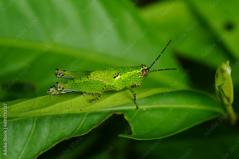 Grasshoppers are herbivorous insects belonging to the suborder Caelifera within the order Orthoptera. They're known for their powerful hind legs adapted for jumping |蝗蟲 Grasshoppers are herbivorous insects belonging to the suborder Caelifera within the order Orthoptera. They're known for their powerful hind legs adapted for jumping |蝗蟲