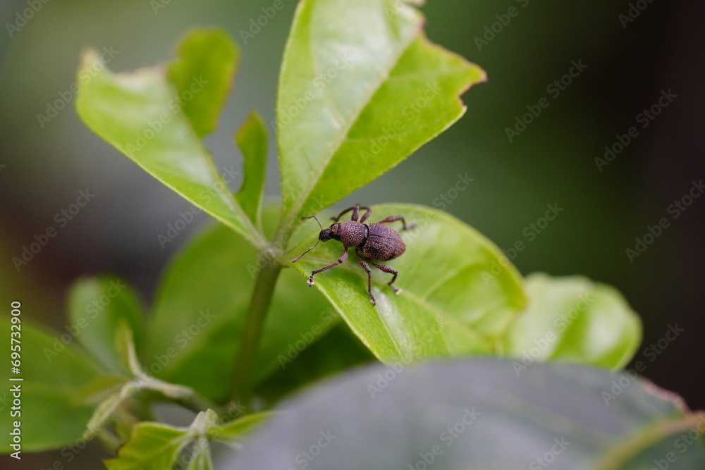 Strophosoma melanogrammum is a species of insect commonly known as the Strophosoma melanogrammum is a species of insect commonly known as the