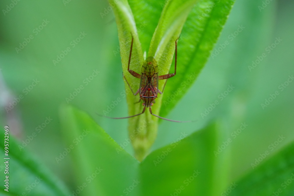 Hyalopeplus spinosus is a species of beetle belonging to the family Scarabaeidae, commonly known as the Christmas beetle. Hyalopeplus spinosus is a species of beetle belonging to the family Scarabaeidae, commonly known as the Christmas beetle.
