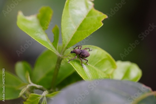 Strophosoma melanogrammum is a species of insect commonly known as the "four-spotted leafhopper." It belongs to the family Cicadellidae, which comprises a large and diverse group of insects commonly