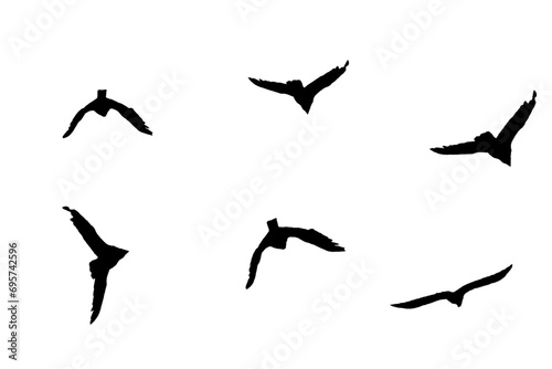 Bird silhouettes of a group of birds flying, white background © Tle