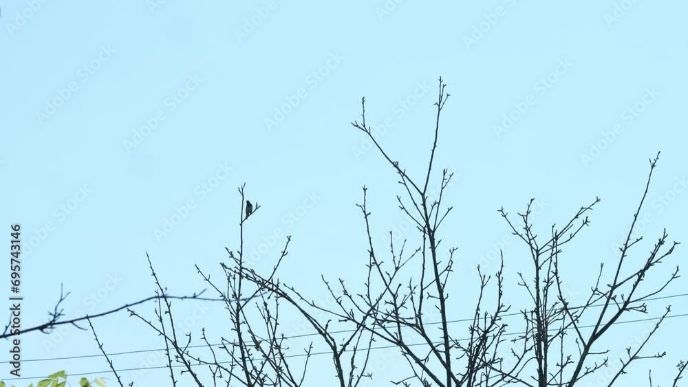 Bird sits on a tree branch against the sky and flies away Bird sits on a tree branch against the sky and flies away