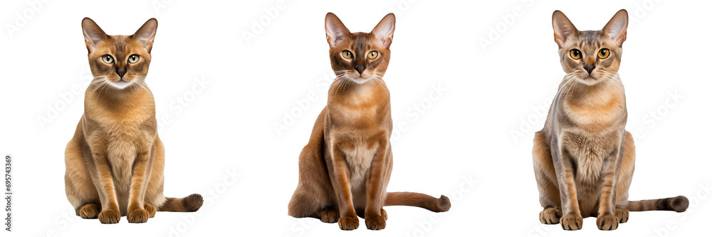 Burmese Felis Catus: Graceful Full-Body Render on Transparent Background