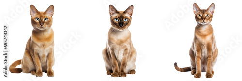 Majestic Burmese Cat - Full Body Isolated on Transparent Background